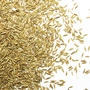 Cumin Powder