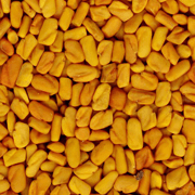 Fenugreek Seeds